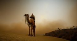Black Desert Kamel