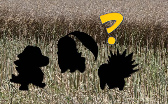 Pokémon GO Geheimnis