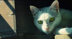 Ghost Recon Wildlands Katze