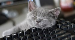 Blizzard Katze auf Tastatur