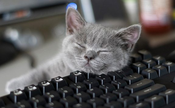 Blizzard Katze auf Tastatur