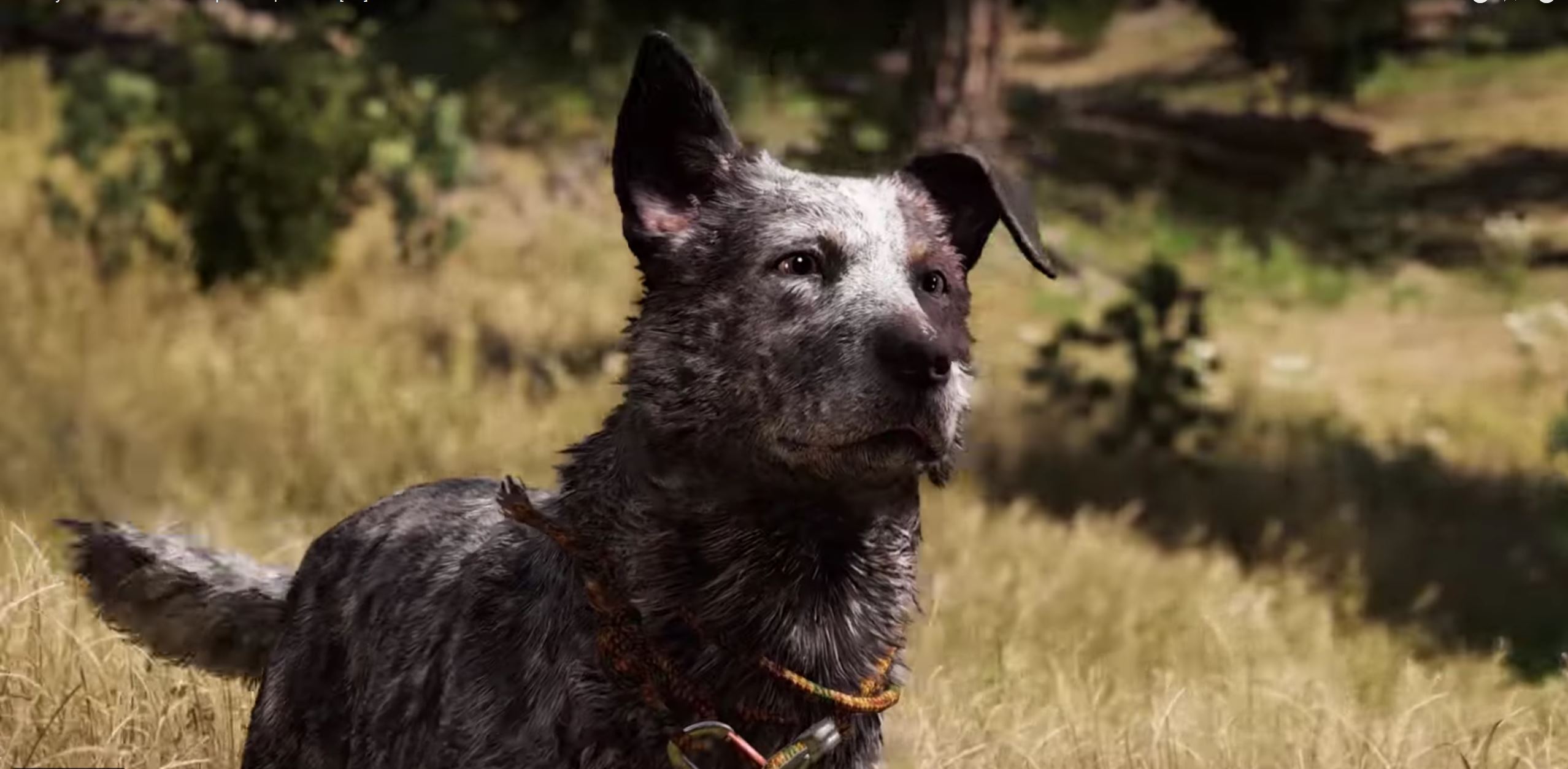 Hund aus Far Cry 5 erklärt, warum ihr ihn unbedingt mitnehmen solltet!