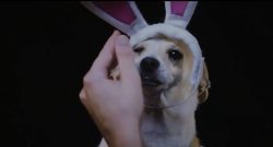 Overwatch Puppy Rumble