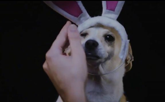 Overwatch Puppy Rumble