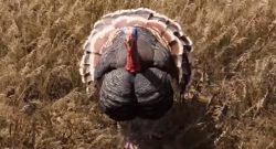 Far Cry 5 Turkey Truthahn