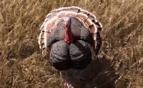 Far Cry 5 Turkey Truthahn