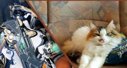 Warframe Kitty Titel