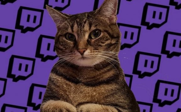 Twitch-Katze