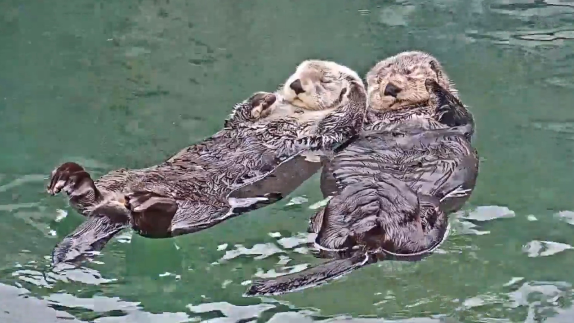 Sweet sea otters conquer new hot tub category on Twitch – Have thousands of viewers