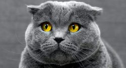 tierklinik-betrug-trauer-katze-05