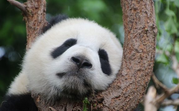 sad-panda
