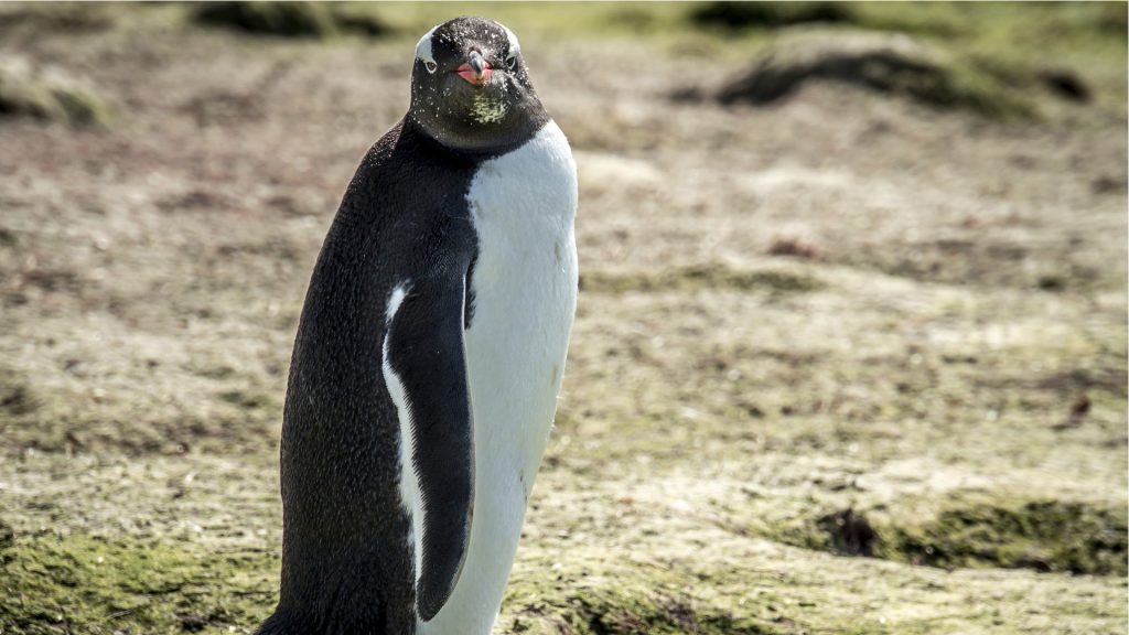 tencent-pinguin