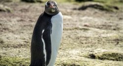 tencent-pinguin