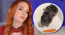 twitch-streamerin amouranth unterbricht stream fuer baby-hasen_header
