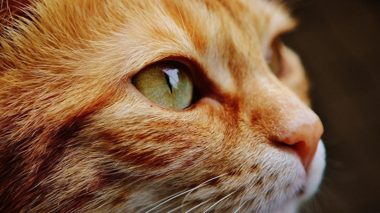 19-Jähriger erstellt Video zum Tod von Technoblade – YouTube sperrt seinen Kanal mit 3,5 Mio Abos