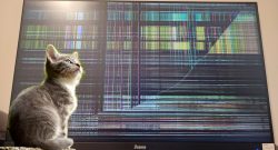Titelbild Monitor mit Katze 02