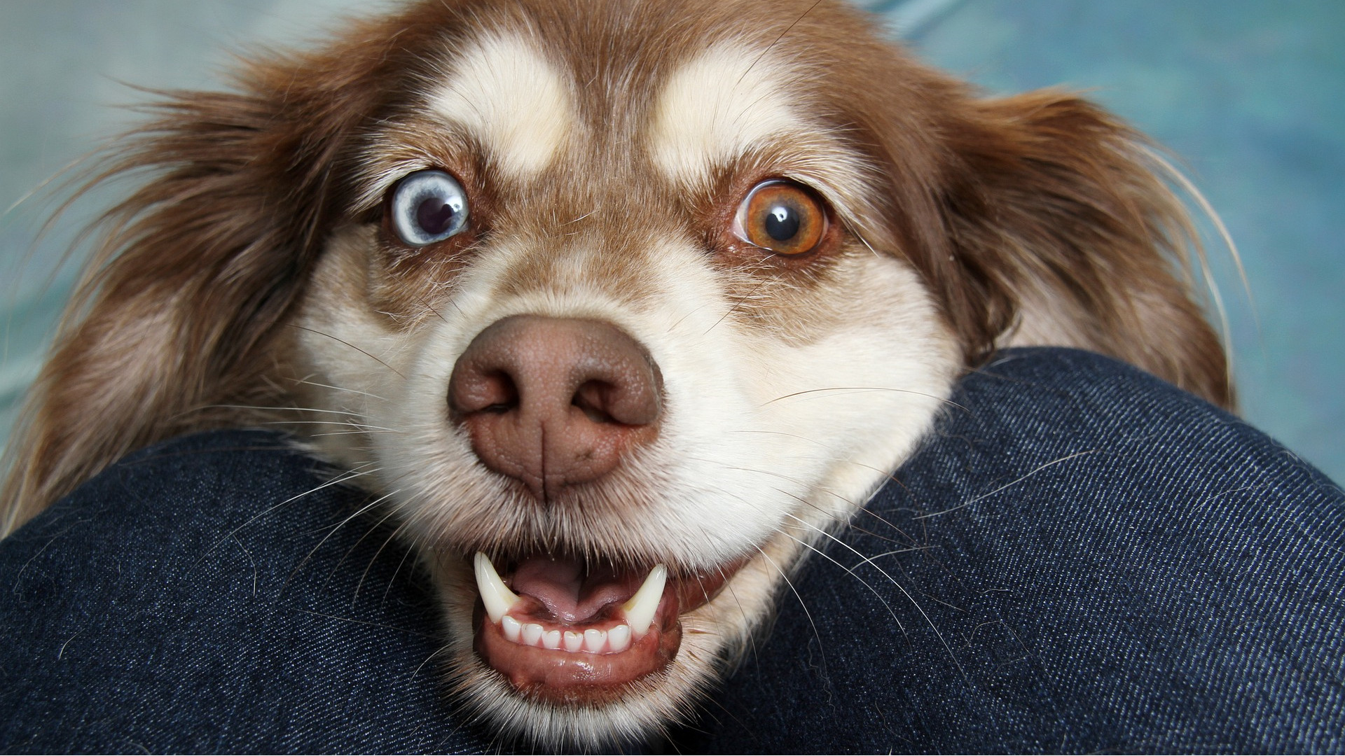 LoL: Der neue Monster-Champion 2023 ist ein dämonischer Killer-Hund – Der erste Darkin seit 2013