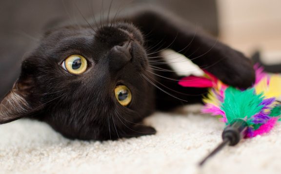 Schwarze Katze mit Spielzeug
