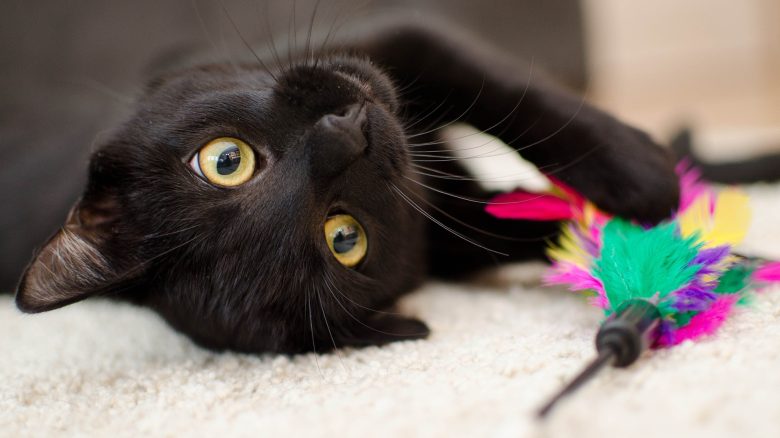 Schwarze Katze mit Spielzeug