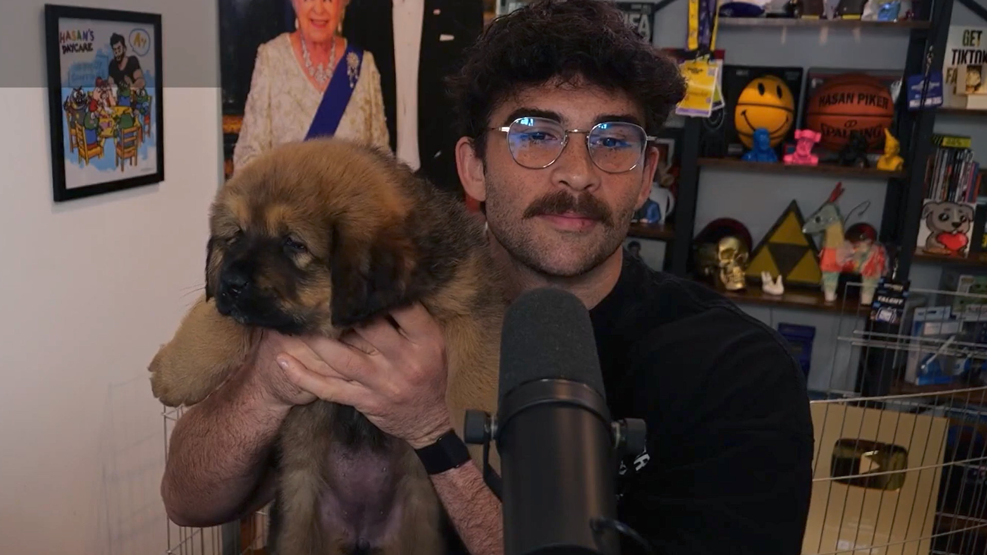 Linker Twitch-Streamer fürchtet, Ärger für neuen Welpen zu bekommen – Ist einfach zu teuer, um politisch korrekt zu sein