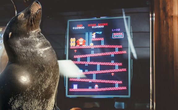 Collage Seelöwe Retro-Gaming