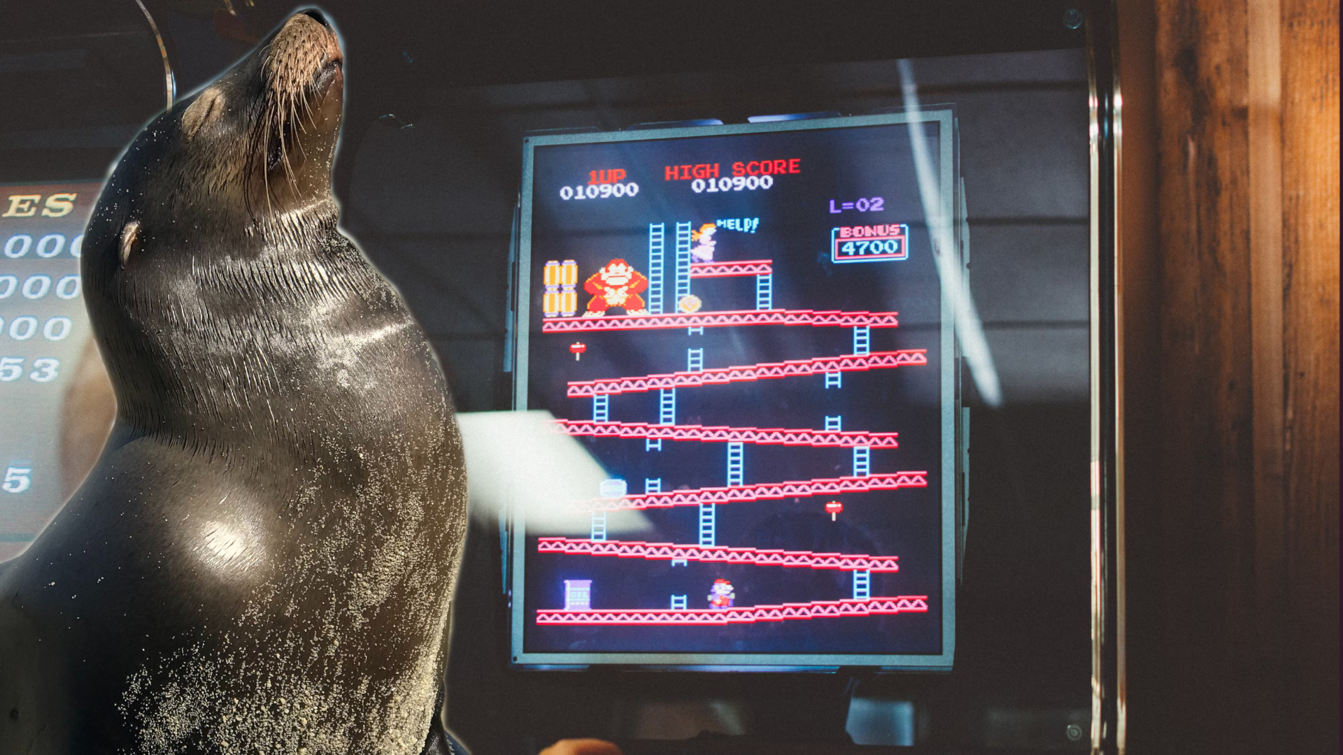 US-Marine lässt Seelöwen zocken, damit sie sich nicht langweilen