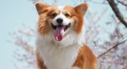 Symbolbild Corgie lächelnd