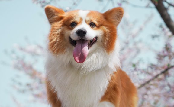 Symbolbild Corgie lächelnd