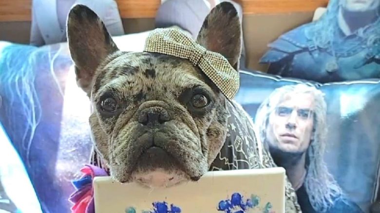 Netflix invites dog to the premiere of Witcher 3 because he loves Henry Cavill so much that he became an internet star