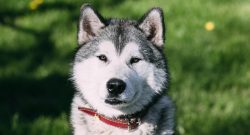 Ttitelbild Hund Husky