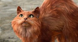 Baldur's Gate 3 Katze Grub Buckel 2