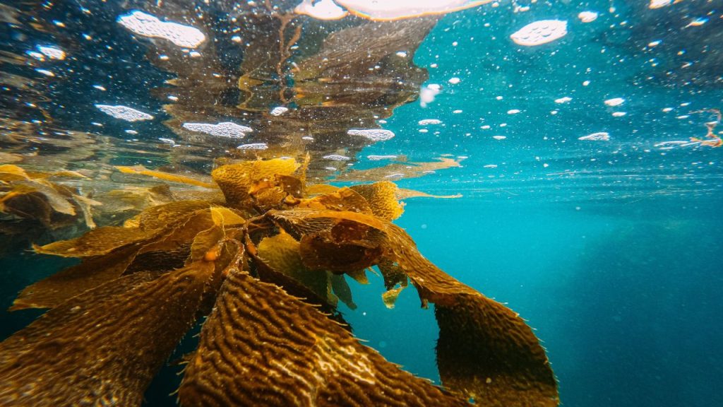 Ein Kelpwald unter Wasser.