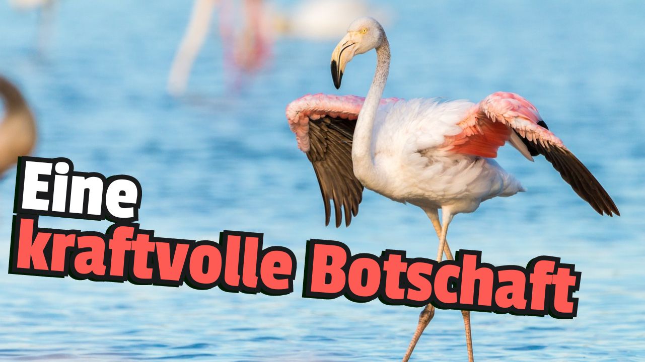 Photographer cheats in AI art competition – with a real photo