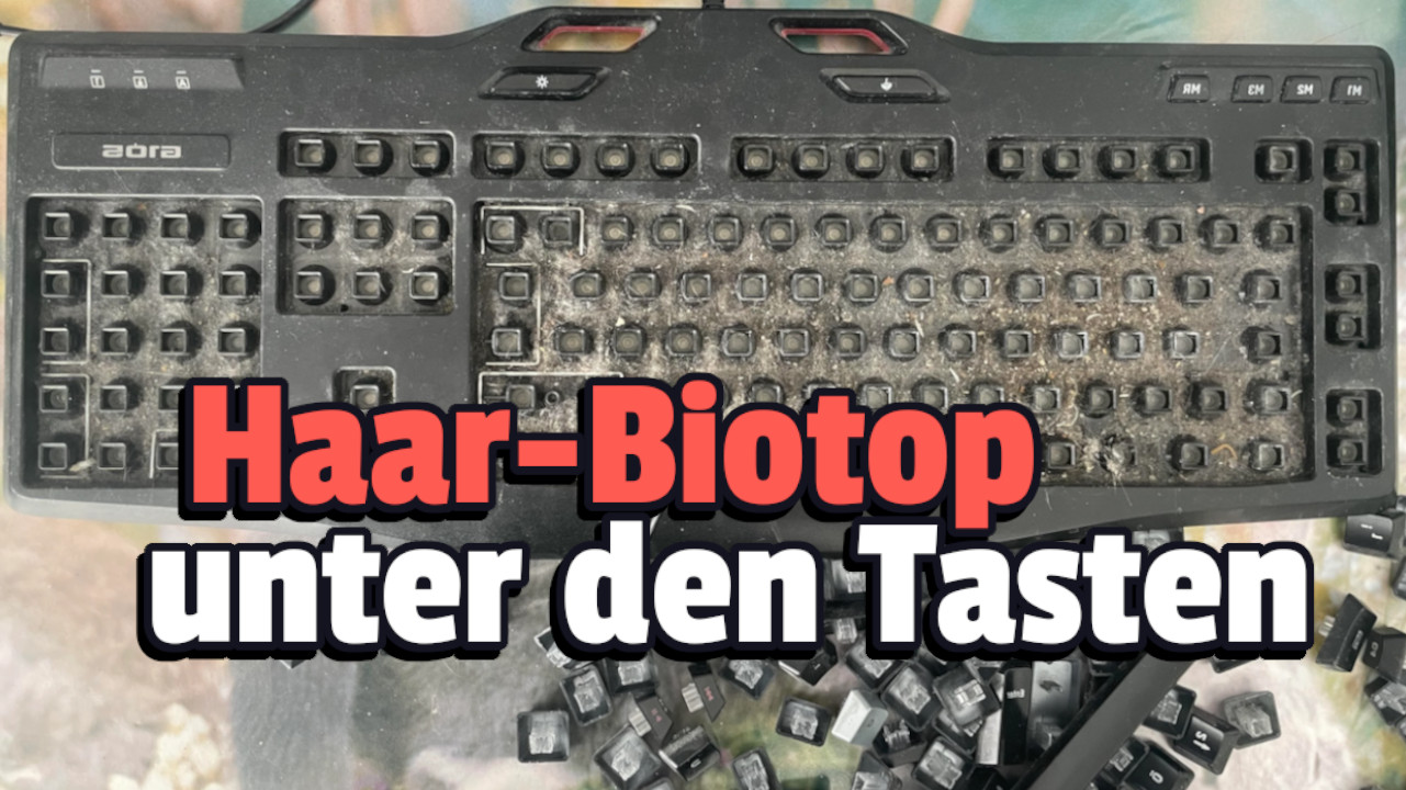 Katzenhalter entdeckt nach Jahren ohne Reinigung, ein wahres Biotop aus Haaren für allerlei Leben in seiner Tastatur