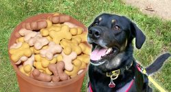 Hundebrettspiel TItelbild