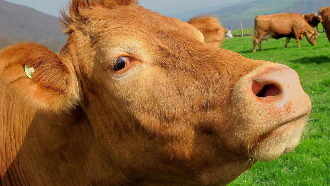 Diablo 4: Fans finden seltsame Items, haben irgendwas mit Kühen zu tun