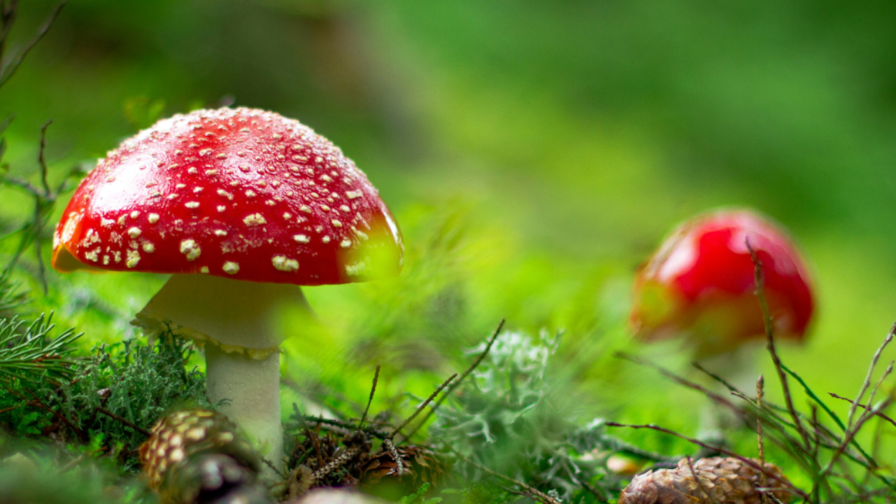 Die zweite Staffel steht 2025 an: Diese echten Pilze stecken hinter der Epidemie in ‘The Last of Us’