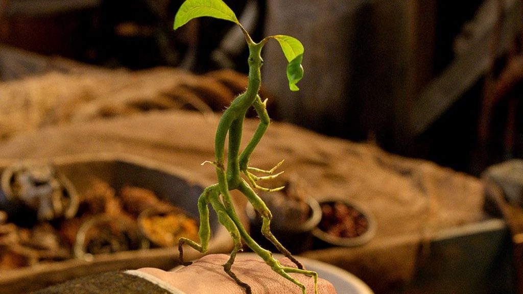Harry Potter - Bowtruckle
