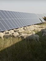 In einem Land wurden 1.700 Schafe untersucht, die zwischen Solarpaneelen grasen – mit überraschendem Ergebnis
