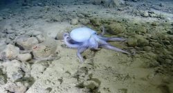 Tintenfisch Titel title