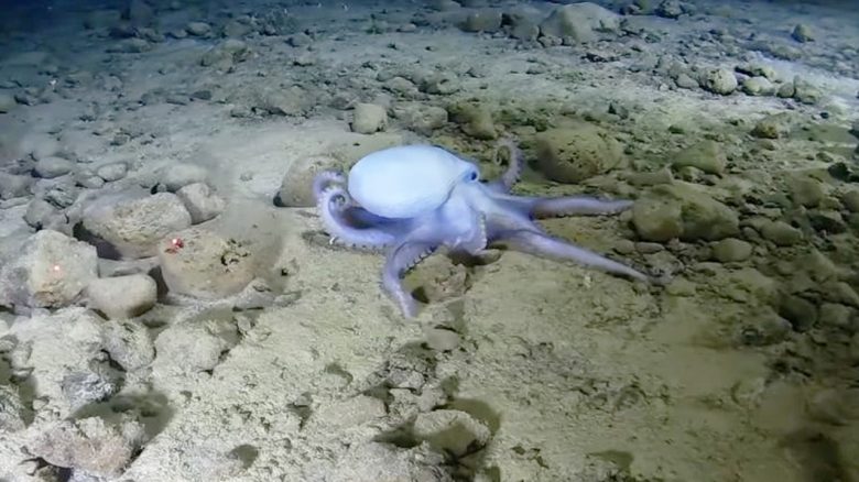 Tintenfisch Titel title