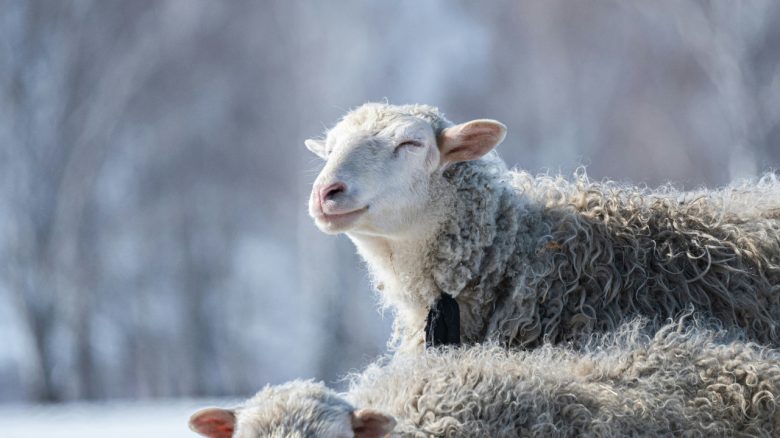 7 Millionen Solarpaneele und tausende Schafe sind der Grund, warum eine der trockensten Regionen der Welt gerade grün wird