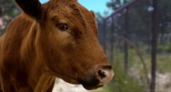 Winnie The Moo live auf Twitch und YouTube