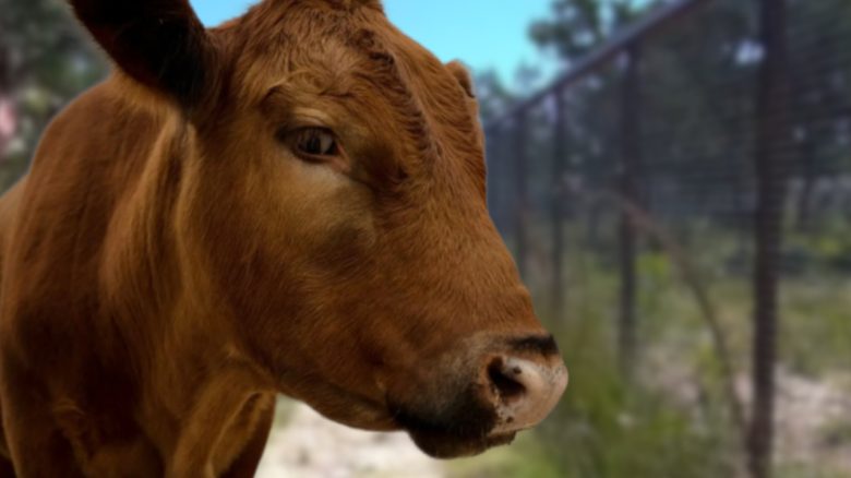 Twitch-Streamerin „lebt den Traum“, bekommt Spenden und Futter, wenn sie in die Kamera muht