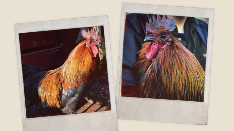 Scrappy exists in ARC Raiders only because the rooster suddenly burst into a call from the developers