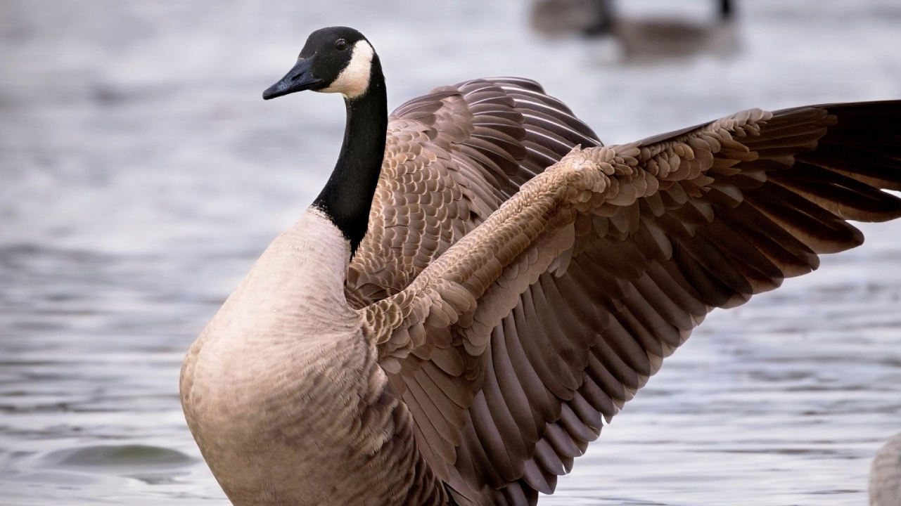 Players of Where Winds Meet are currently being terrorized by a nasty goose that can take you out in a few hits