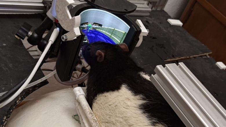 Expert trains rats to be gamers, after 4 years the animals can finally fight back in Doom