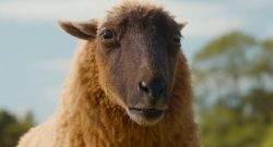 The Sheep Detectives Trailer Schaf