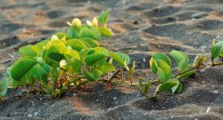 Titelbild Sand und Pflanze