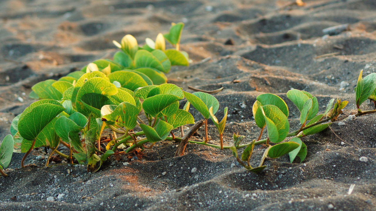 China invents a technique that can turn desert sand into fertile soil in a year